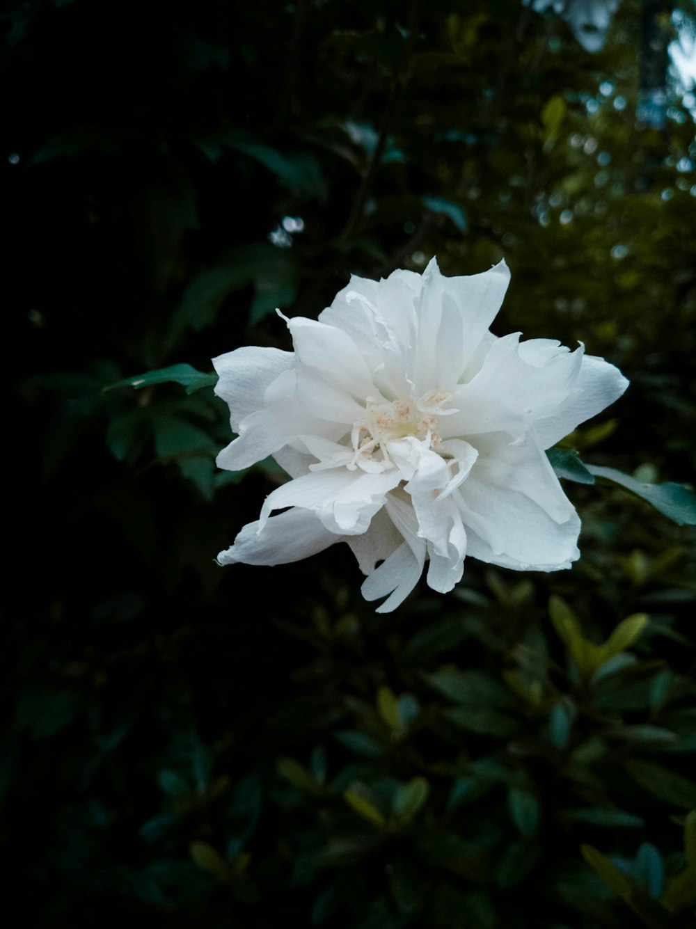 a large white flower sitting on top of a lush green forest