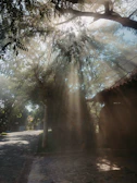 Soft morning light filtering through leaves onto a stone pathway.