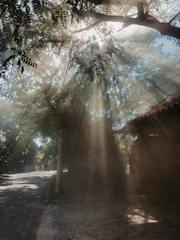 Sunlight filtering through tall trees onto a quiet pathway near a residential area.