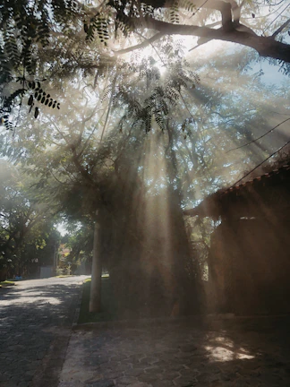Soft morning light filtering through leaves onto a stone pathway.