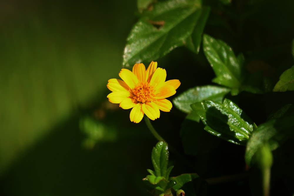 a yellow flower with green leaves in the background