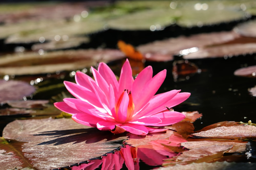 a pink flower sitting on top of a lily pad