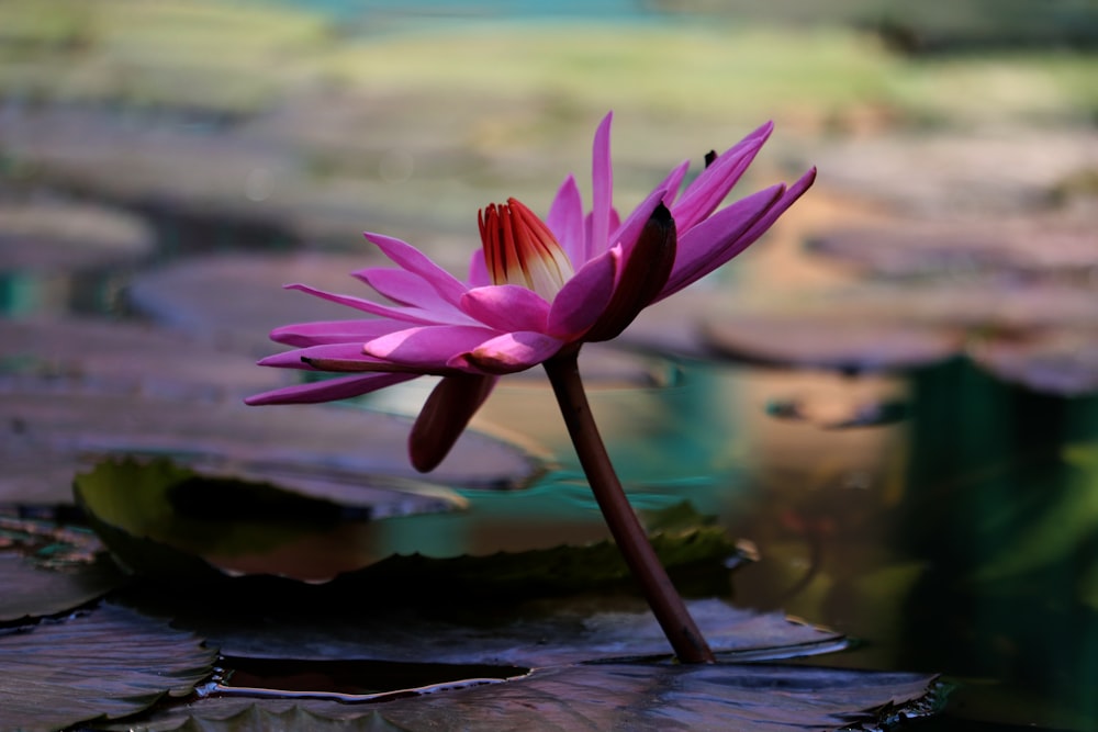 a pink flower sitting on top of a lily pad
