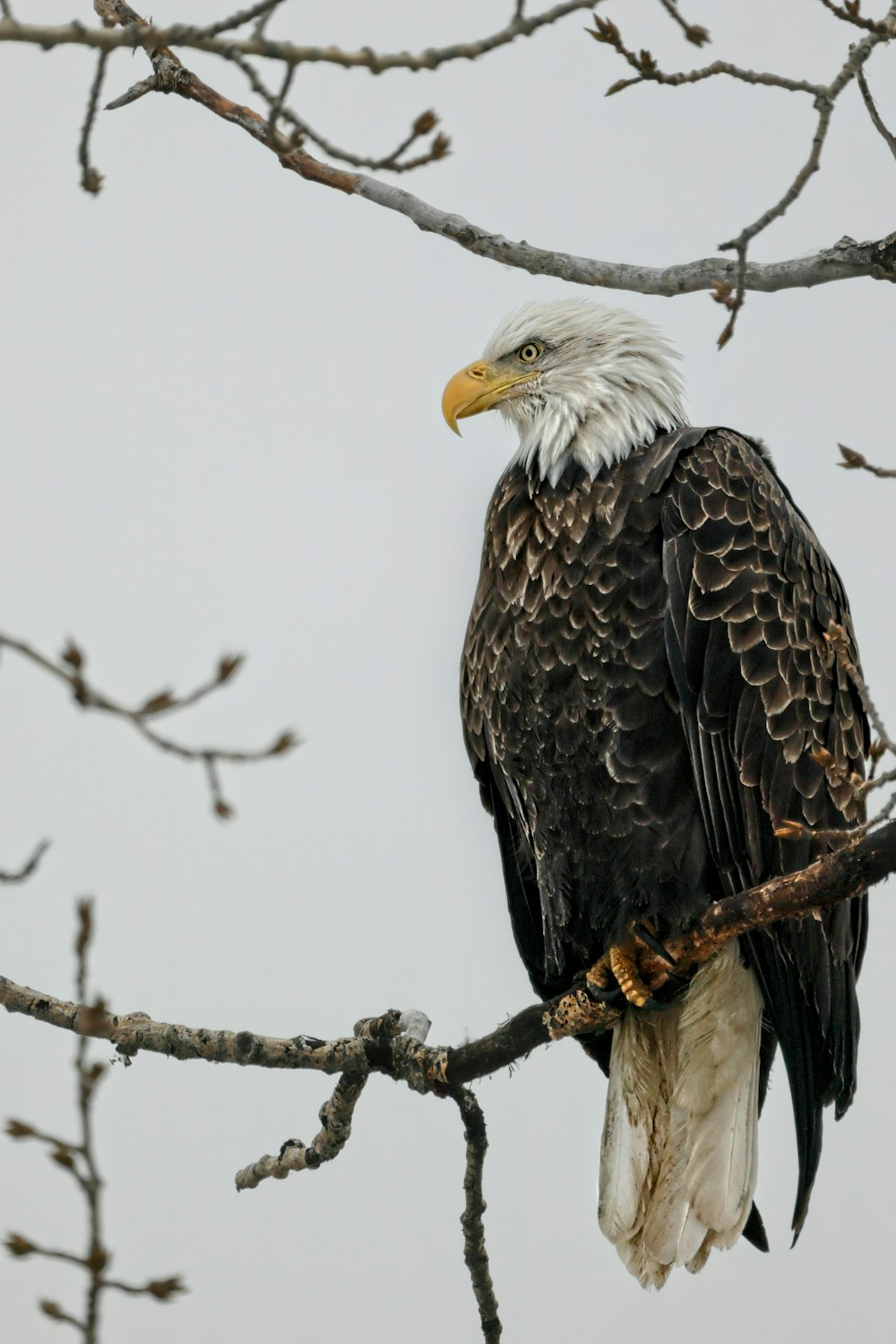 a bald eagle perched on a tree branch