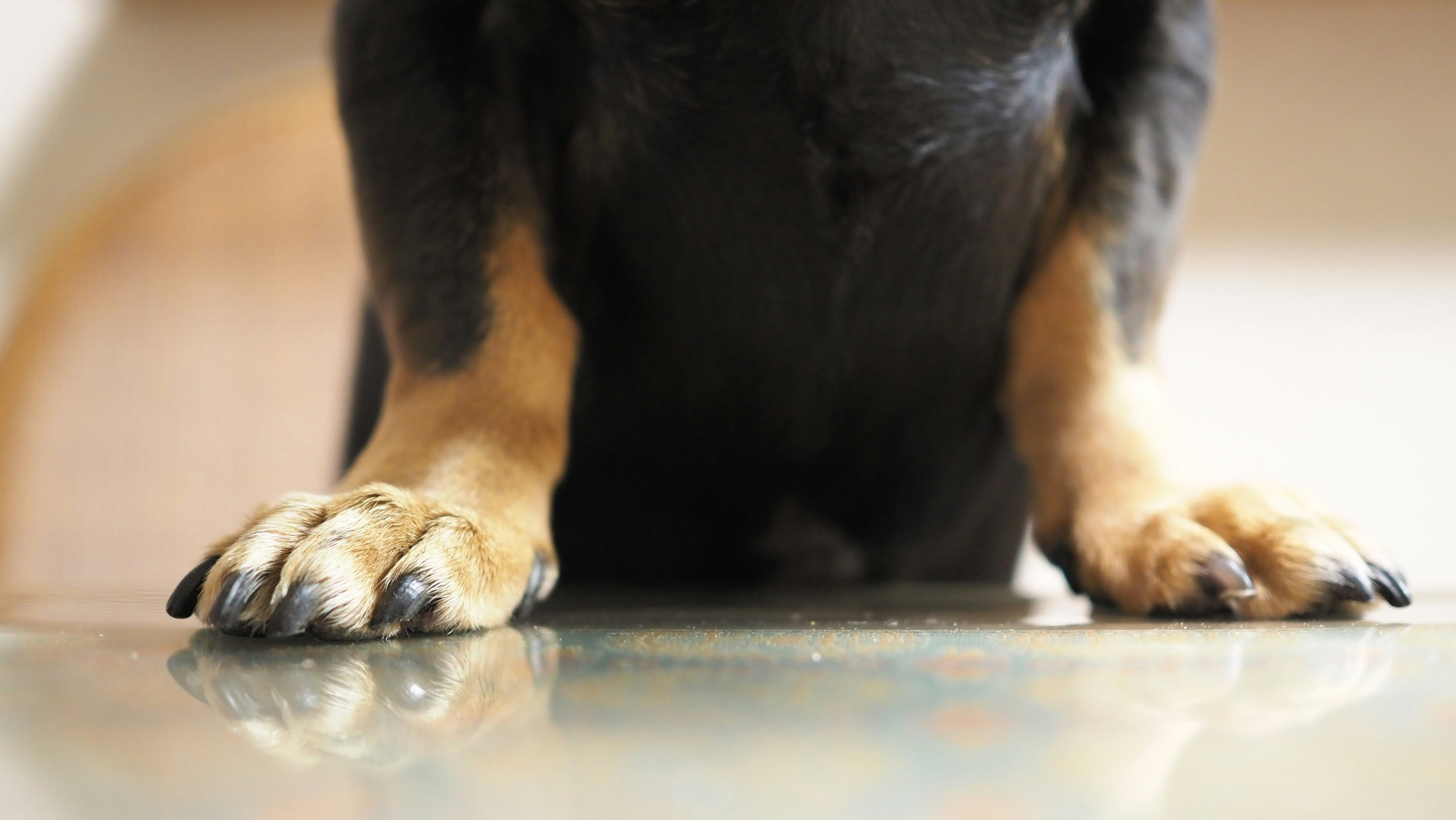 Dog Nail Trimming Guide for Beginners: 2026