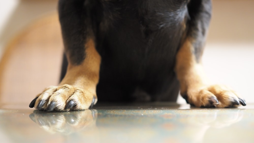 a close up of a dog's paw on a table