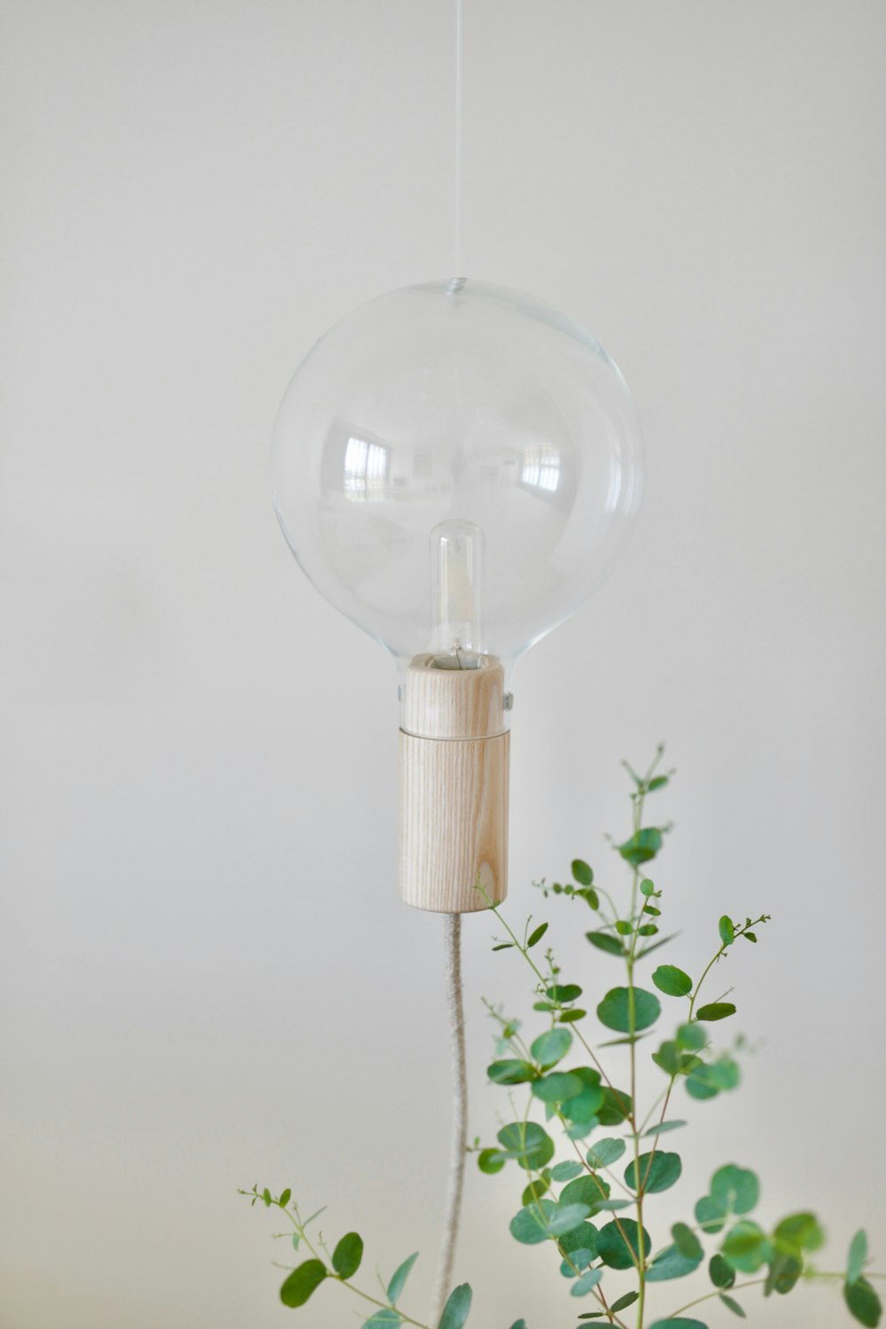 a plant with a light bulb attached to it
