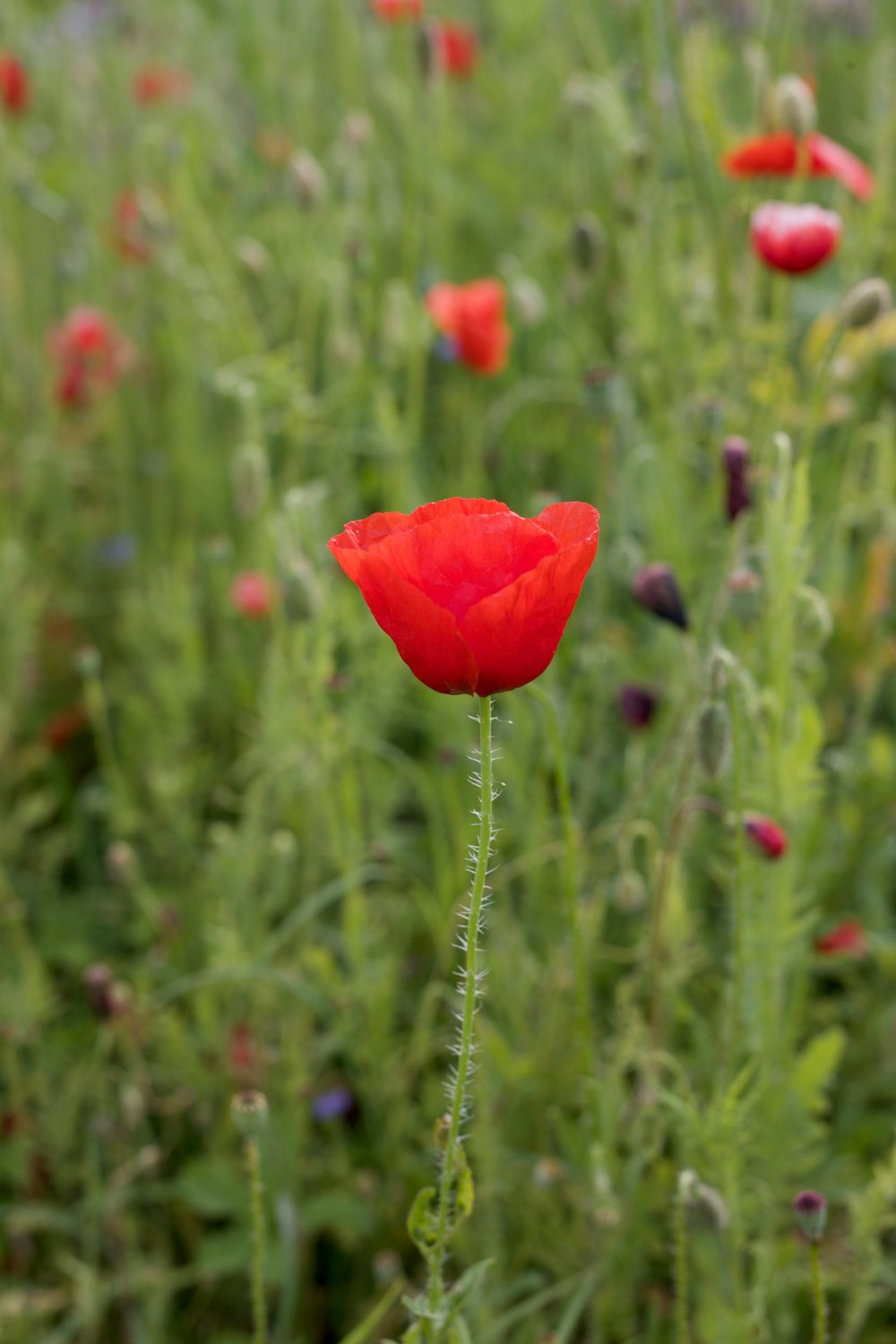 a red poppy in a field of green grass