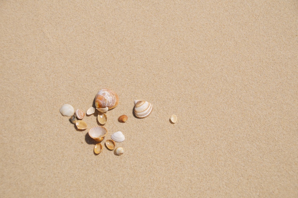 Le conchiglie sono sparse su una spiaggia sabbiosa