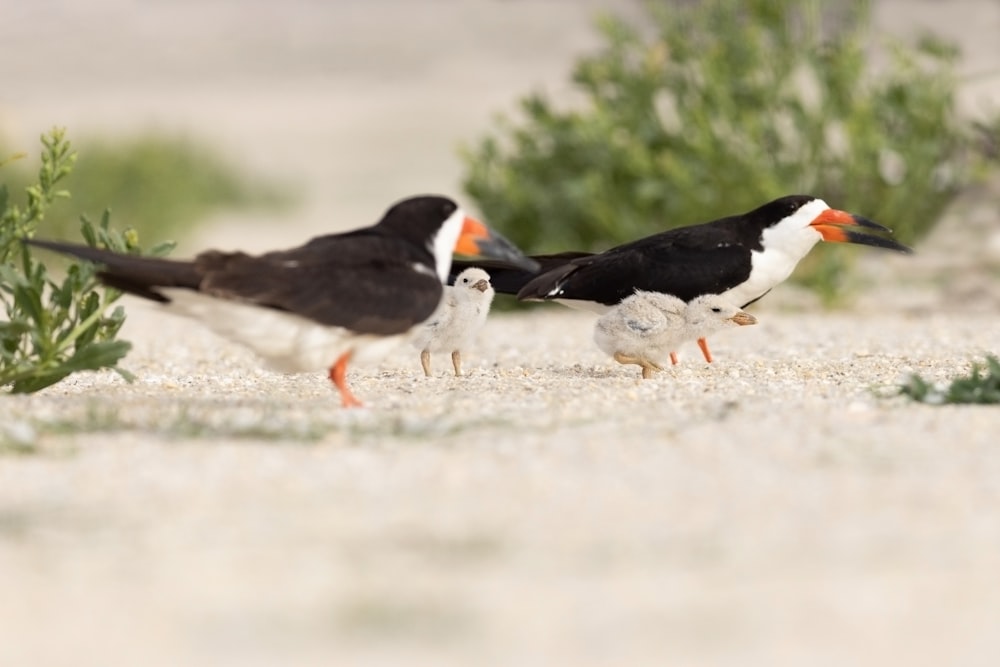 a group of birds standing on top of a sandy beach