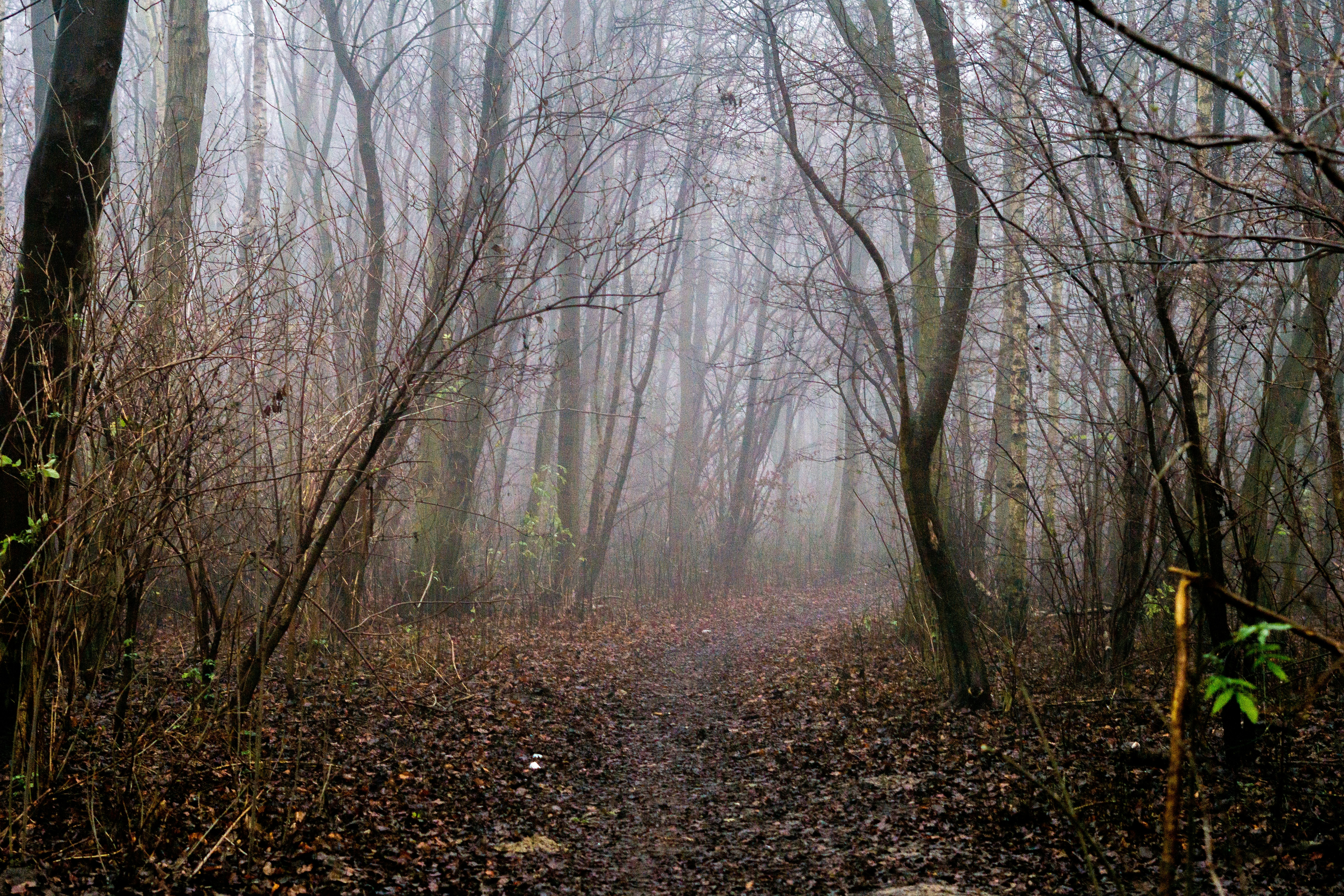 Afbeelding van Sas van Gent