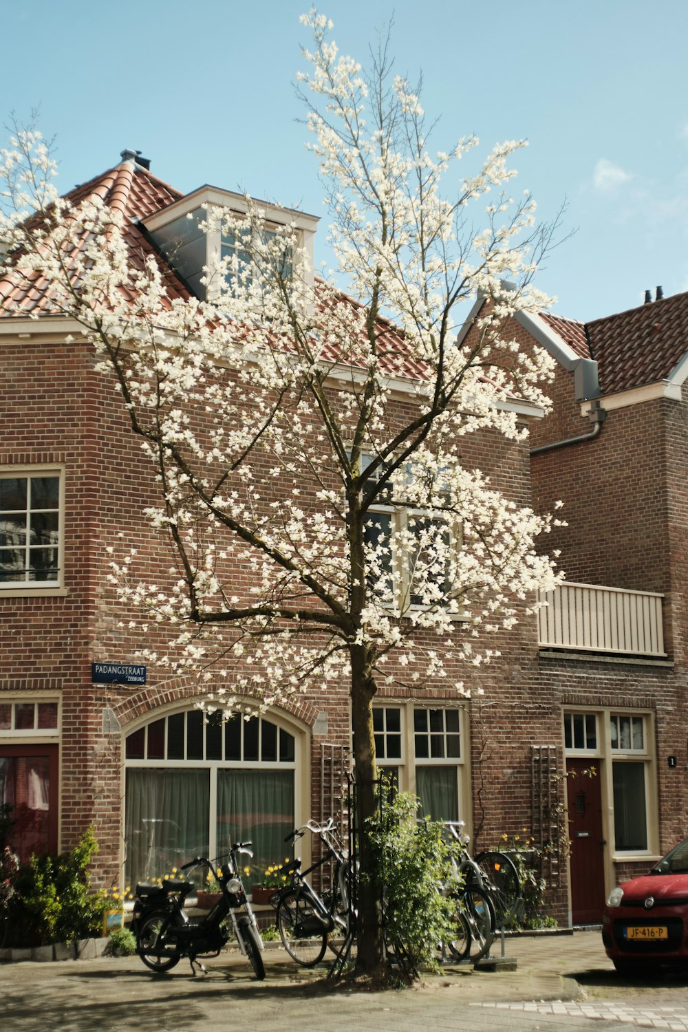 a tree with white flowers in front of a house