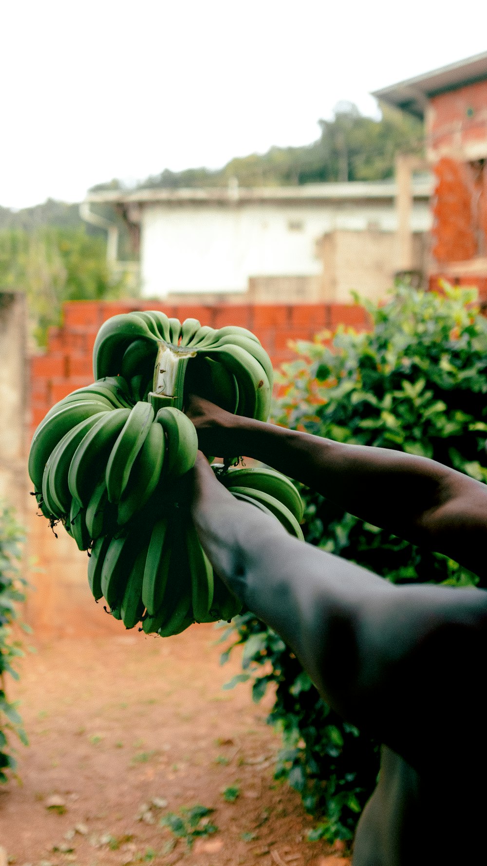 a person holding a bunch of green bananas