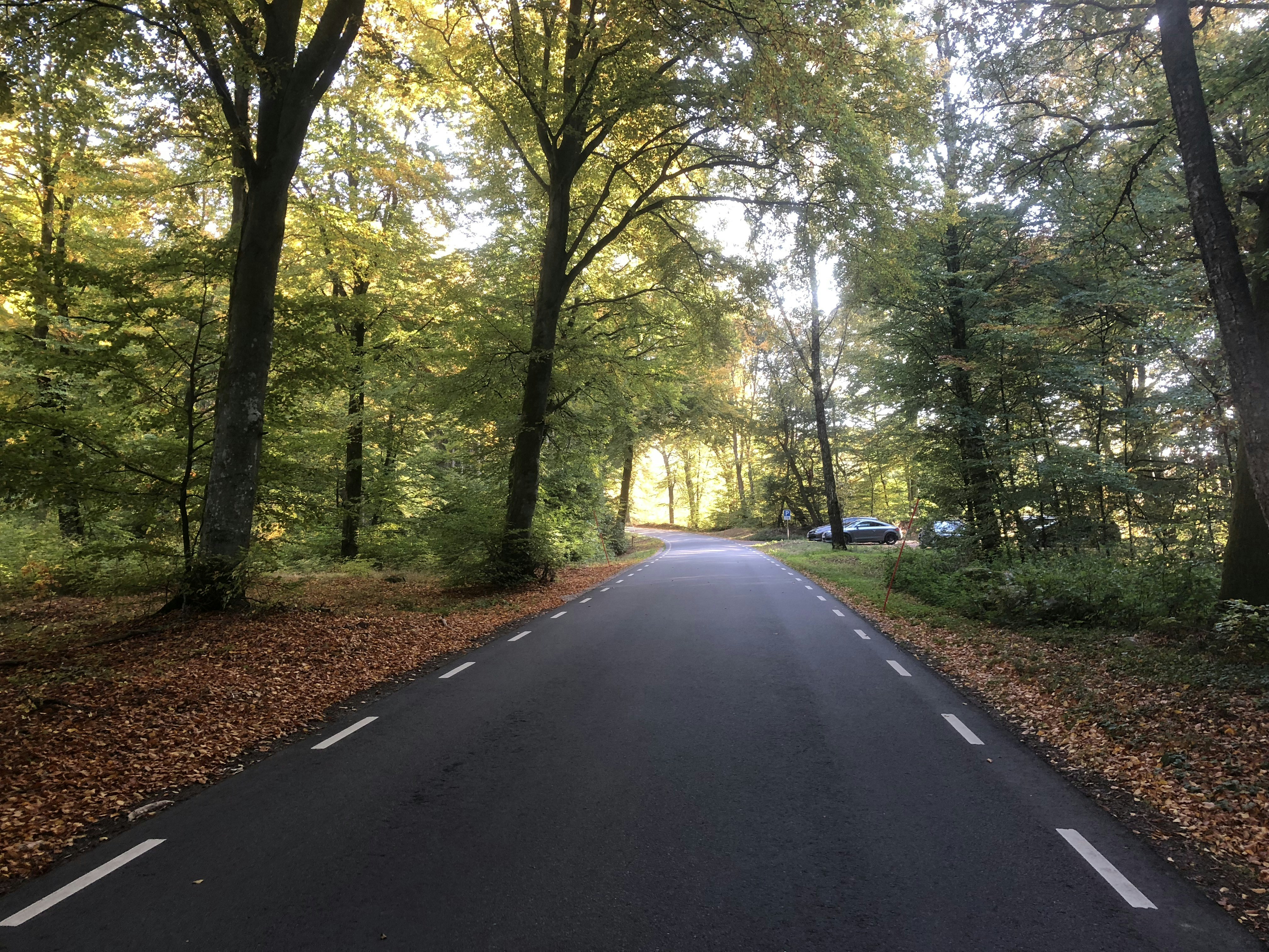 an empty road surrounded by trees and leaves