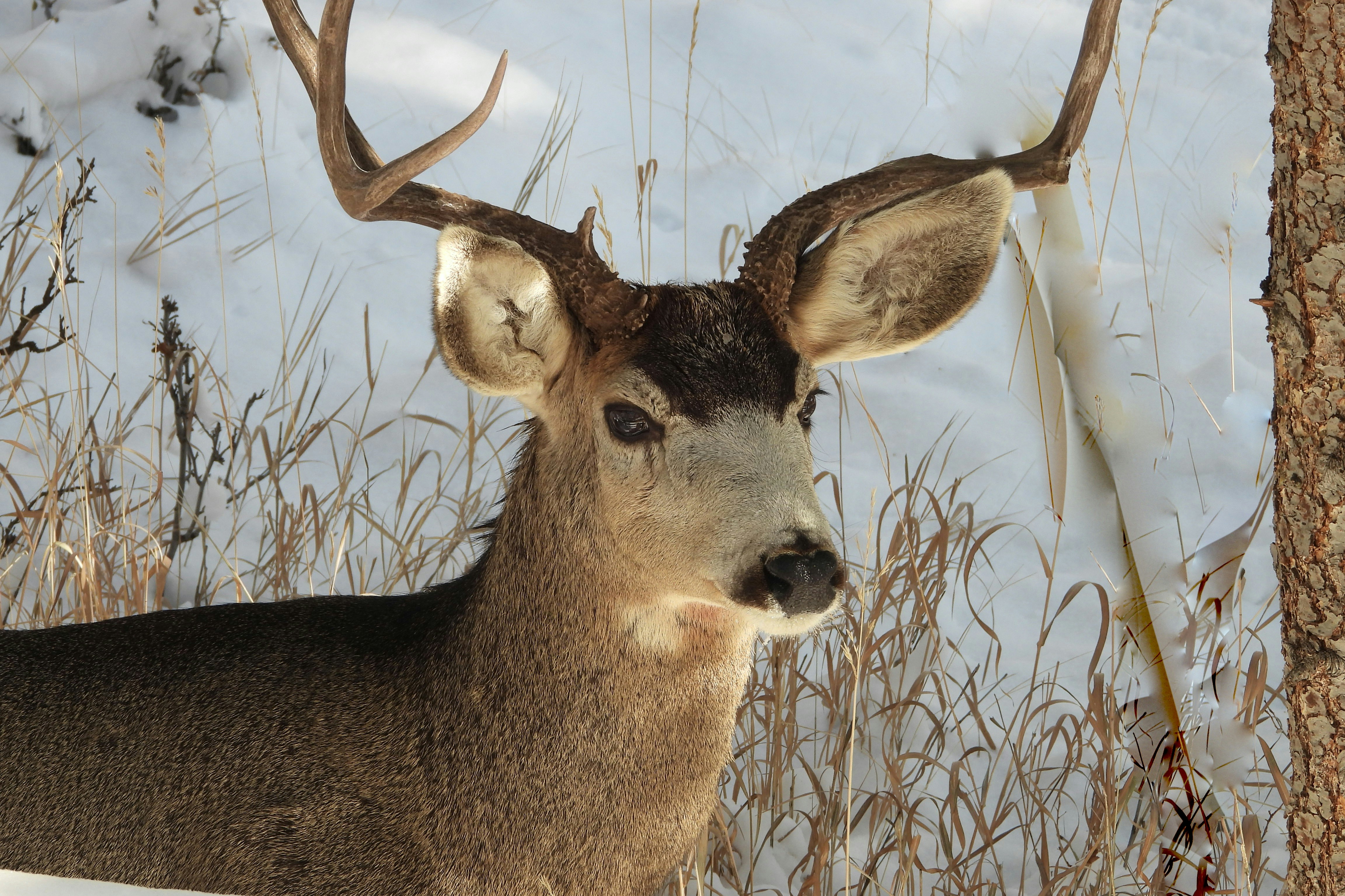 a deer with antlers standing next to a tree