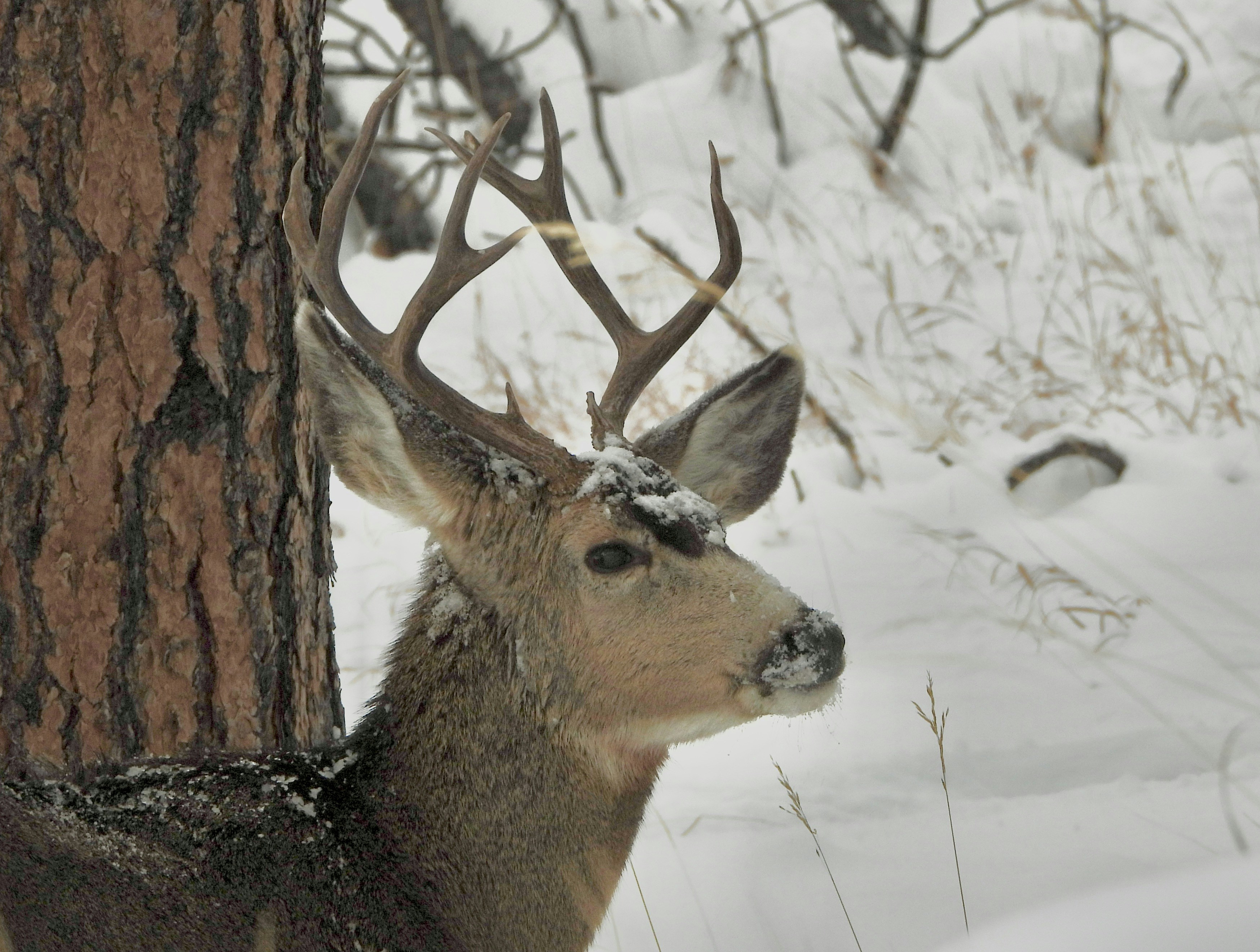 a deer standing next to a tree in the snow