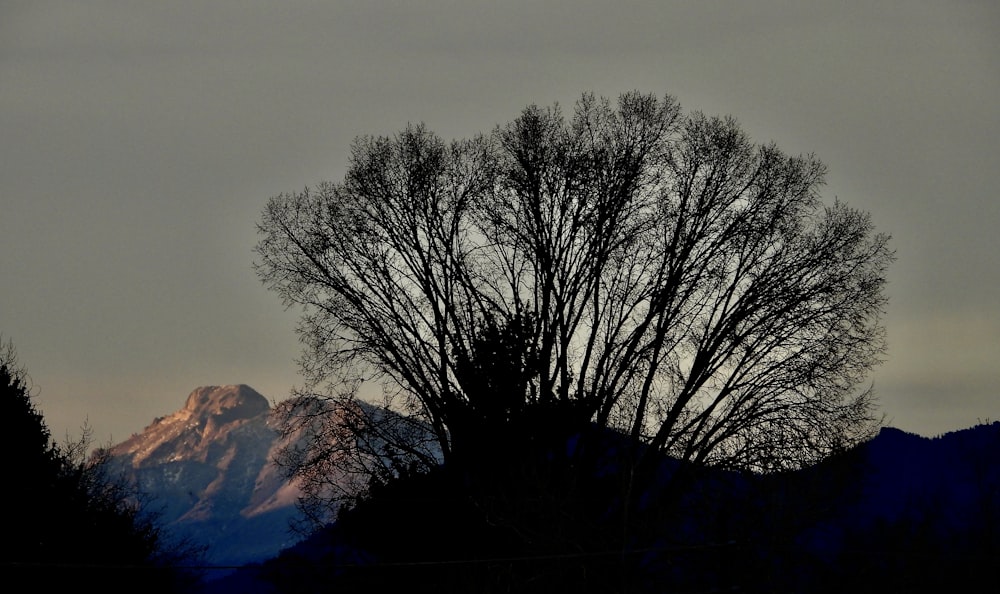 a tree with no leaves in front of a mountain