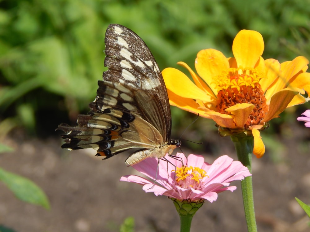 a butterfly sitting on a flower in a garden