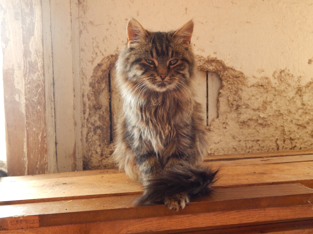 a cat sitting on top of a wooden table