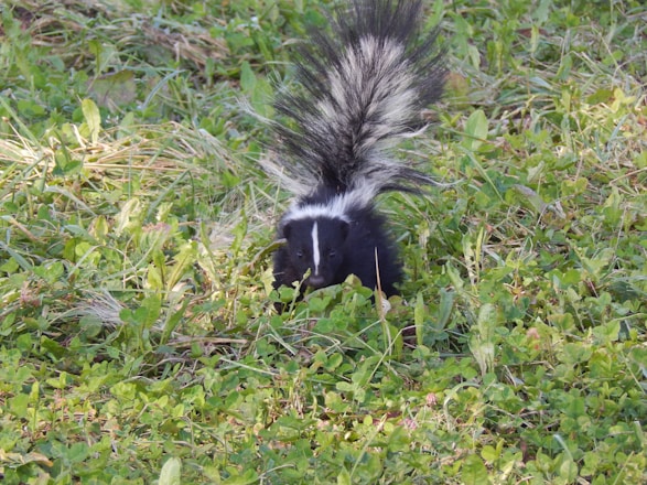 A gentle skunk being safely relocated by a professional in a quiet San Antonio neighborhood.
