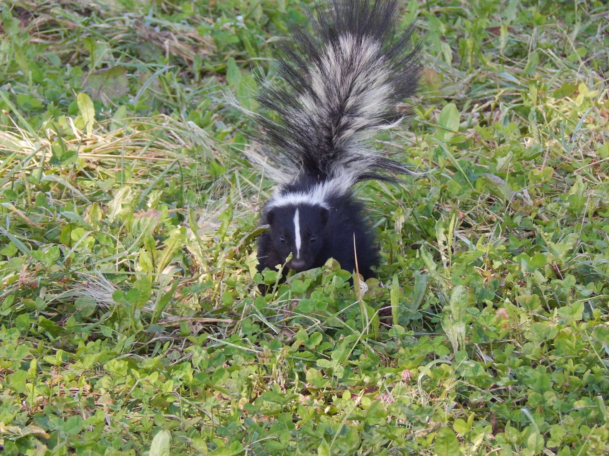 Skunk in the grass