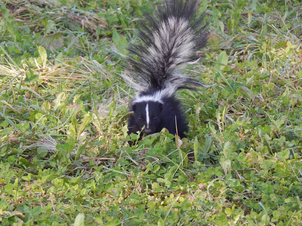 a black and white squirrel eating grass in a field