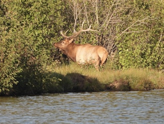 a large elk standing next to a body of water