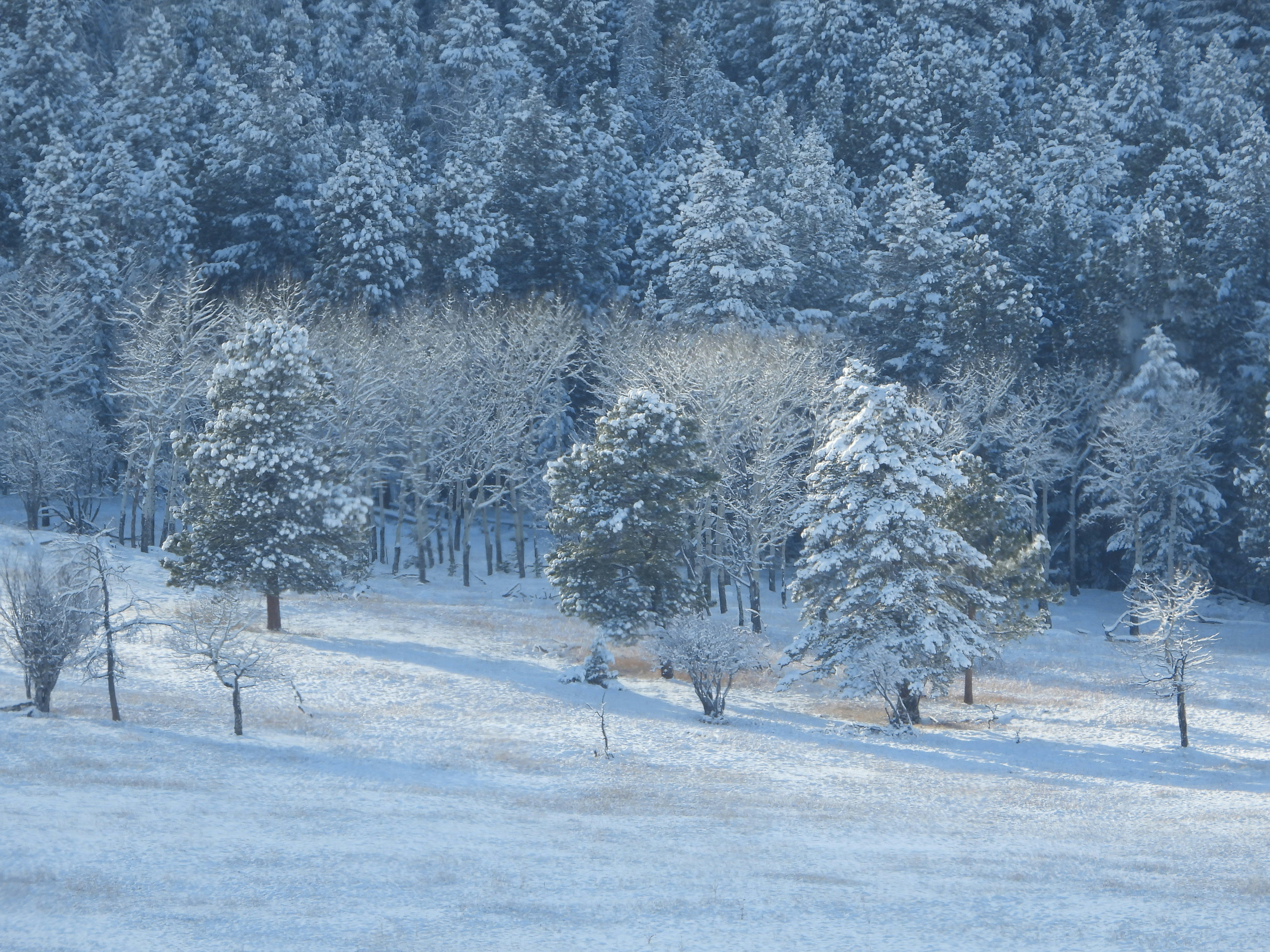 Photo by evergreene24