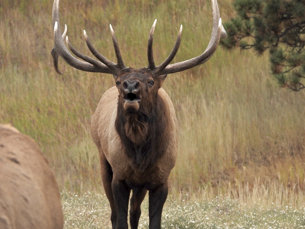 un grand wapiti debout au sommet d’un champ couvert d’herbe