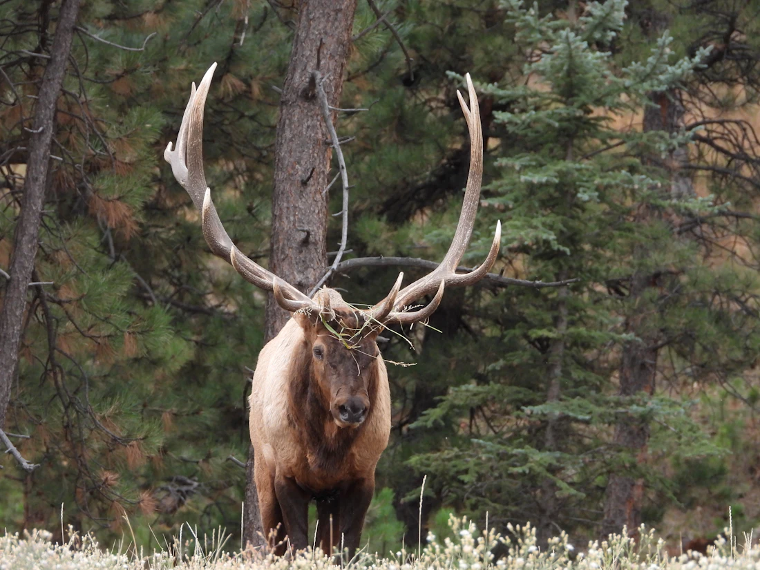 A mature bull elk with full antlers standing in Colorado pine timber