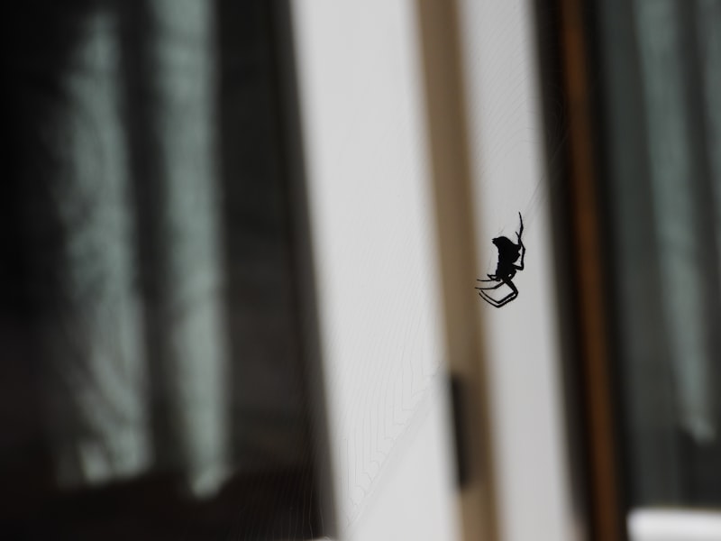 a spider crawling on the side of a window