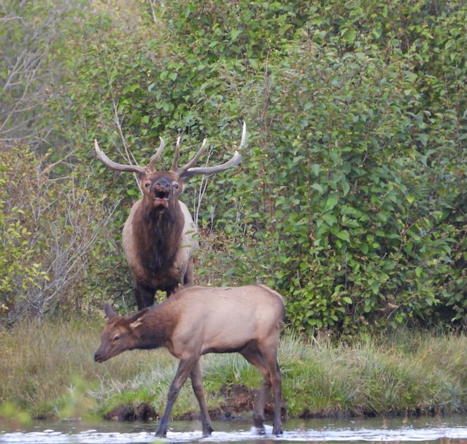 Bull elk in mountain meadow with alpine terrain in background