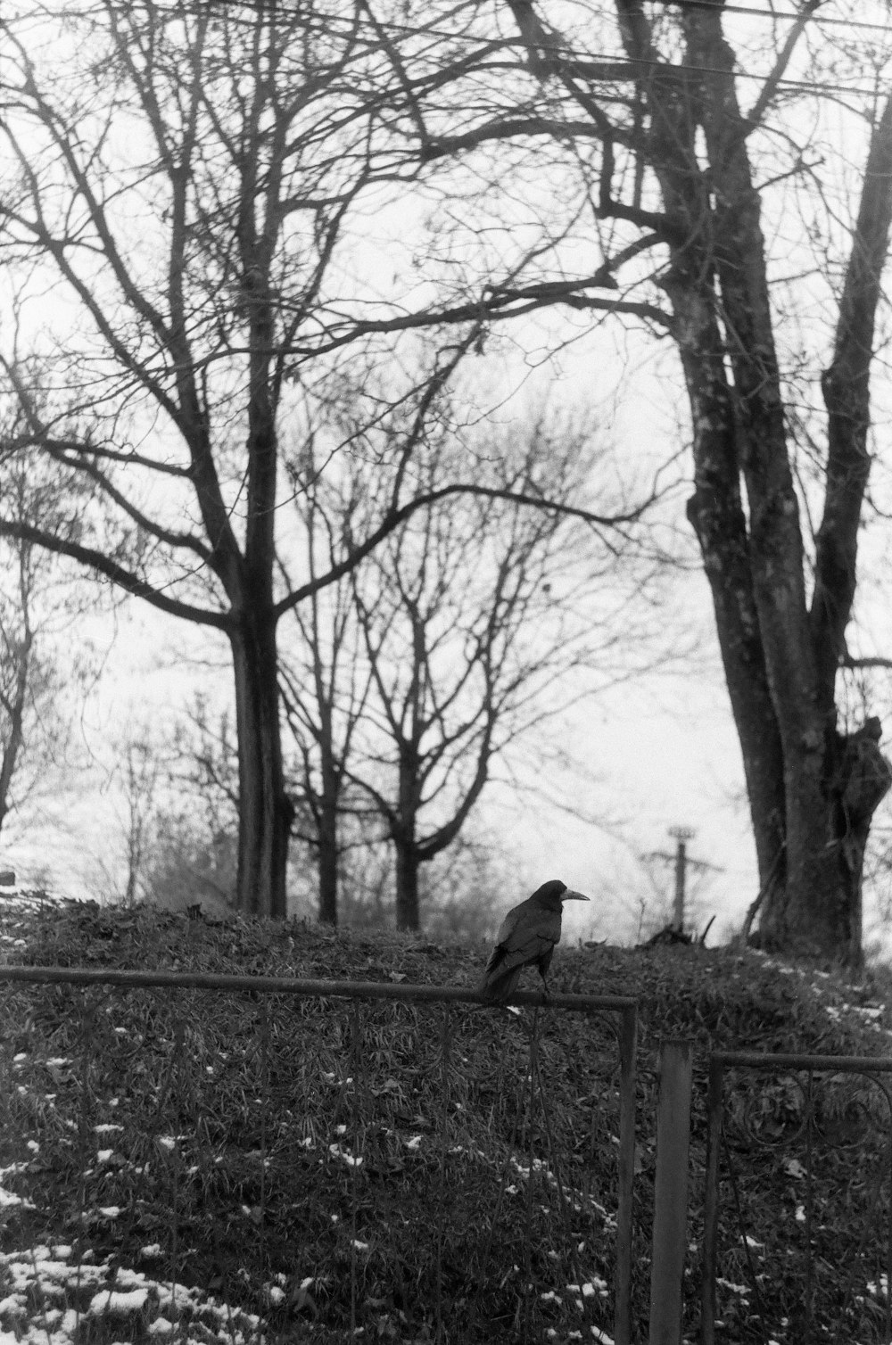 a black and white photo of a bird on a fence