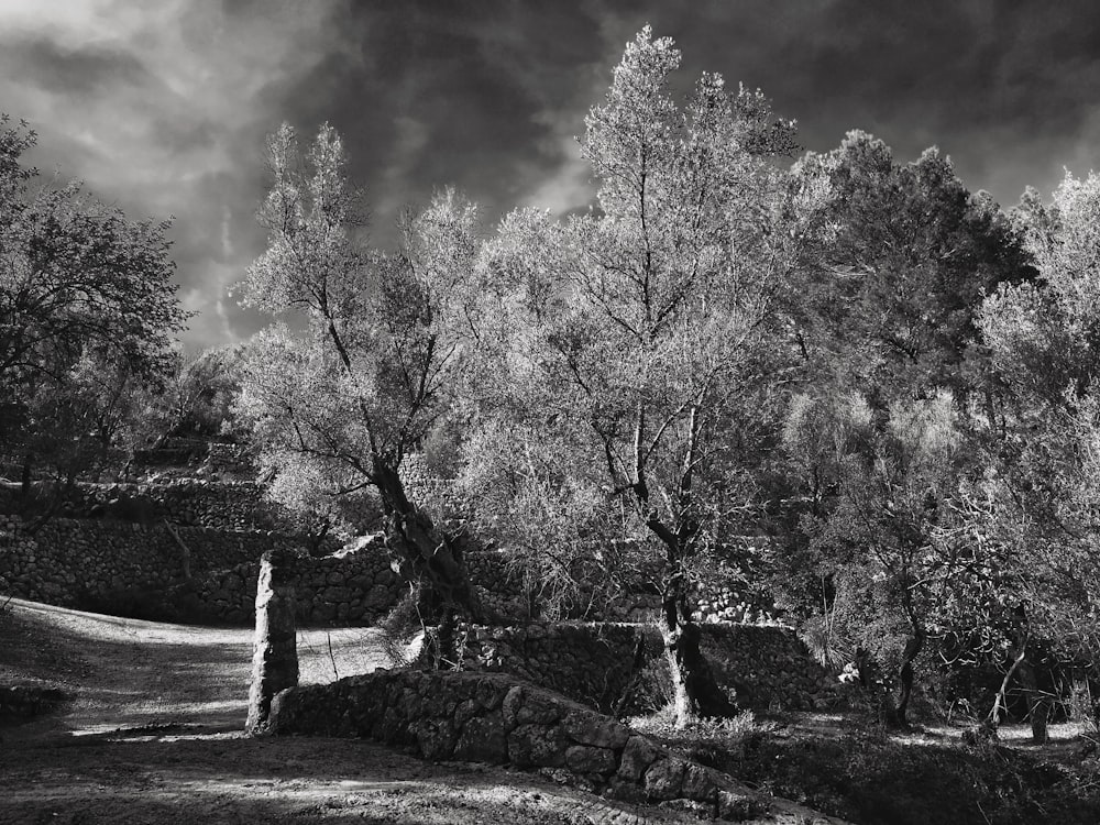 a black and white photo of a forest