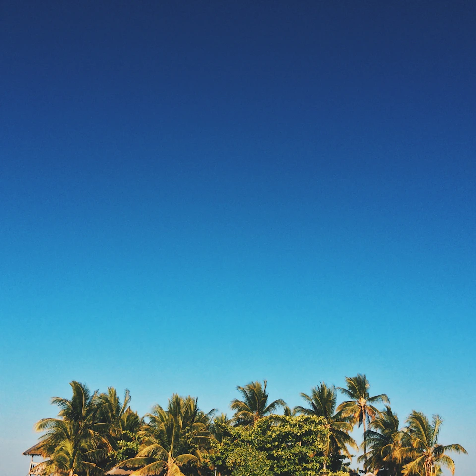 The image depicts a serene tropical landscape with a clear blue sky and lush green palm trees. The palm trees, varying in height, are scattered across the frame, creating a sense of depth and perspective. Some trees are taller than others, adding to the natural beauty of the scene. The bright sunlight illuminates the leaves, casting dappled shadows on the ground below.