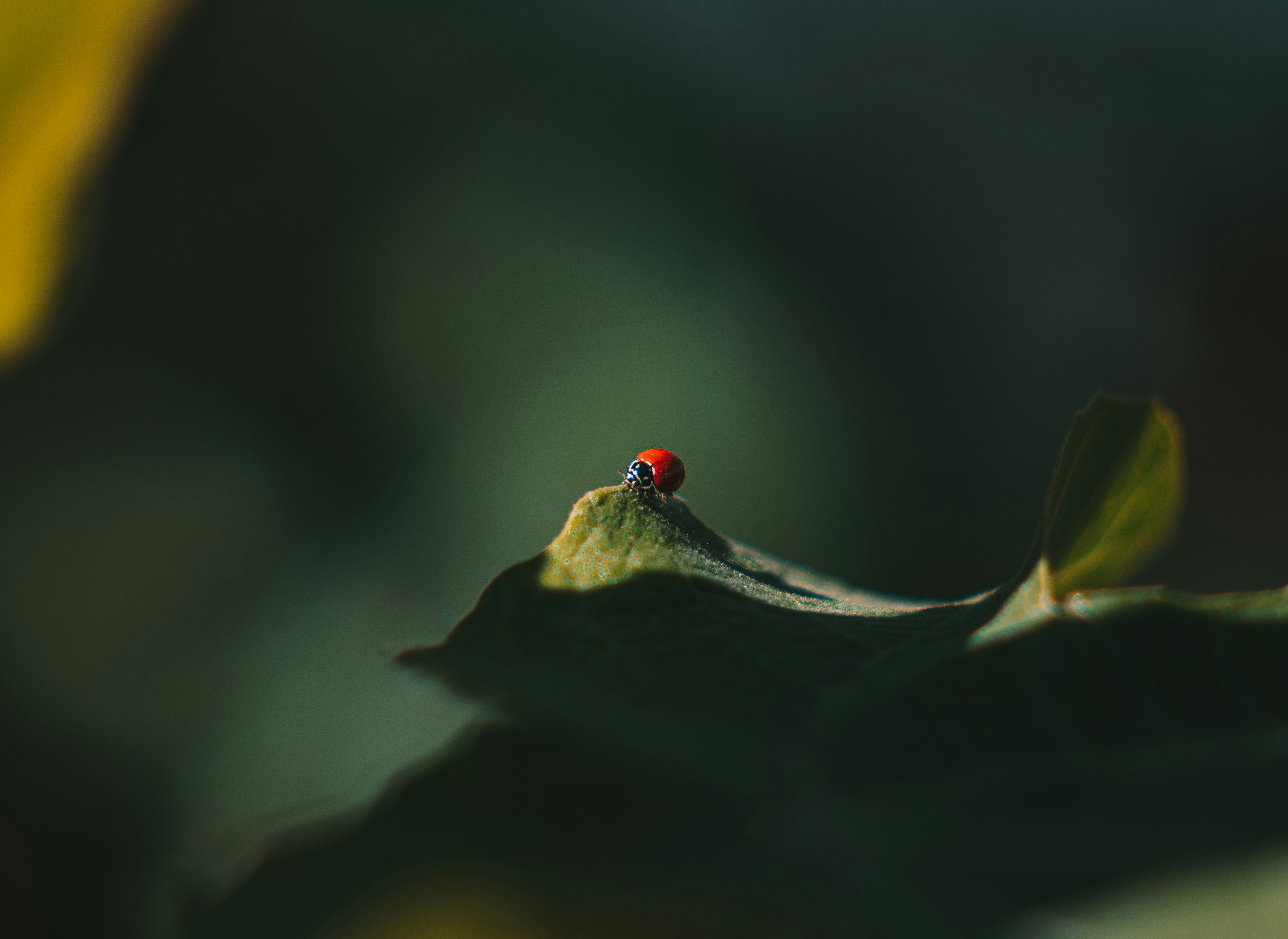 Photo by oslegutiez