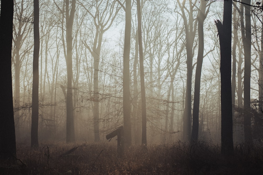 a foggy forest filled with lots of trees