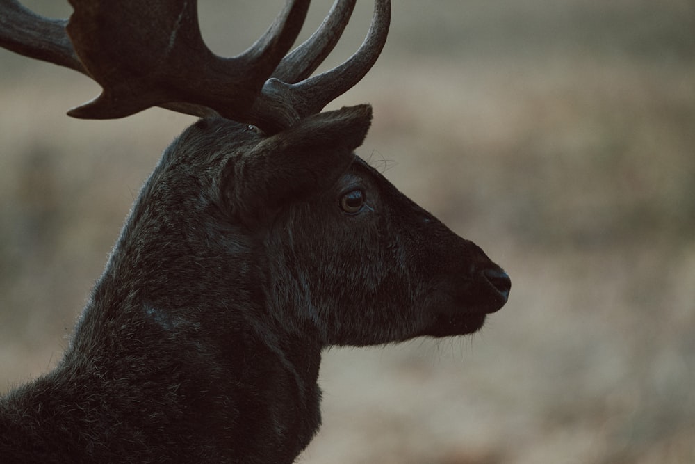 un gros plan d’un cerf avec des bois sur la tête