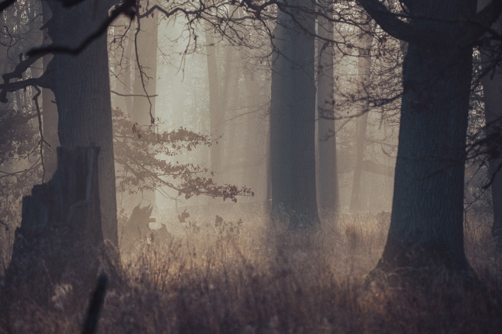 a forest filled with lots of tall trees