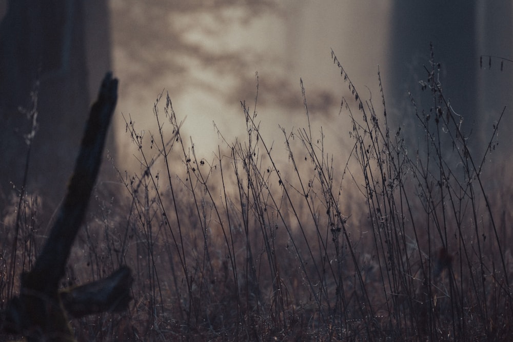 a foggy field with tall grass in the foreground