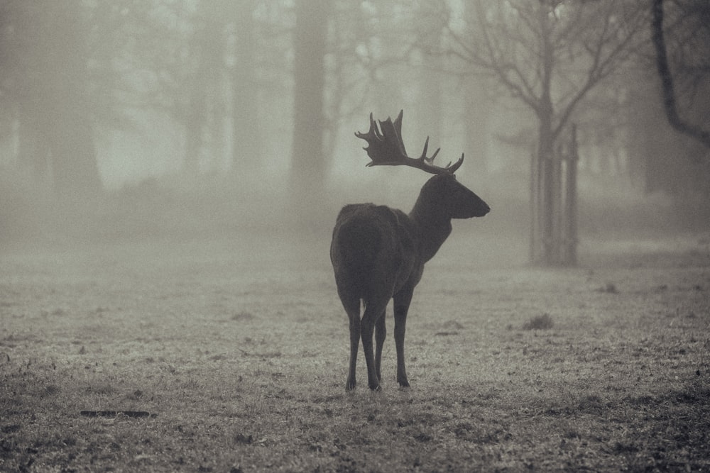 a deer standing in the middle of a forest on a foggy day