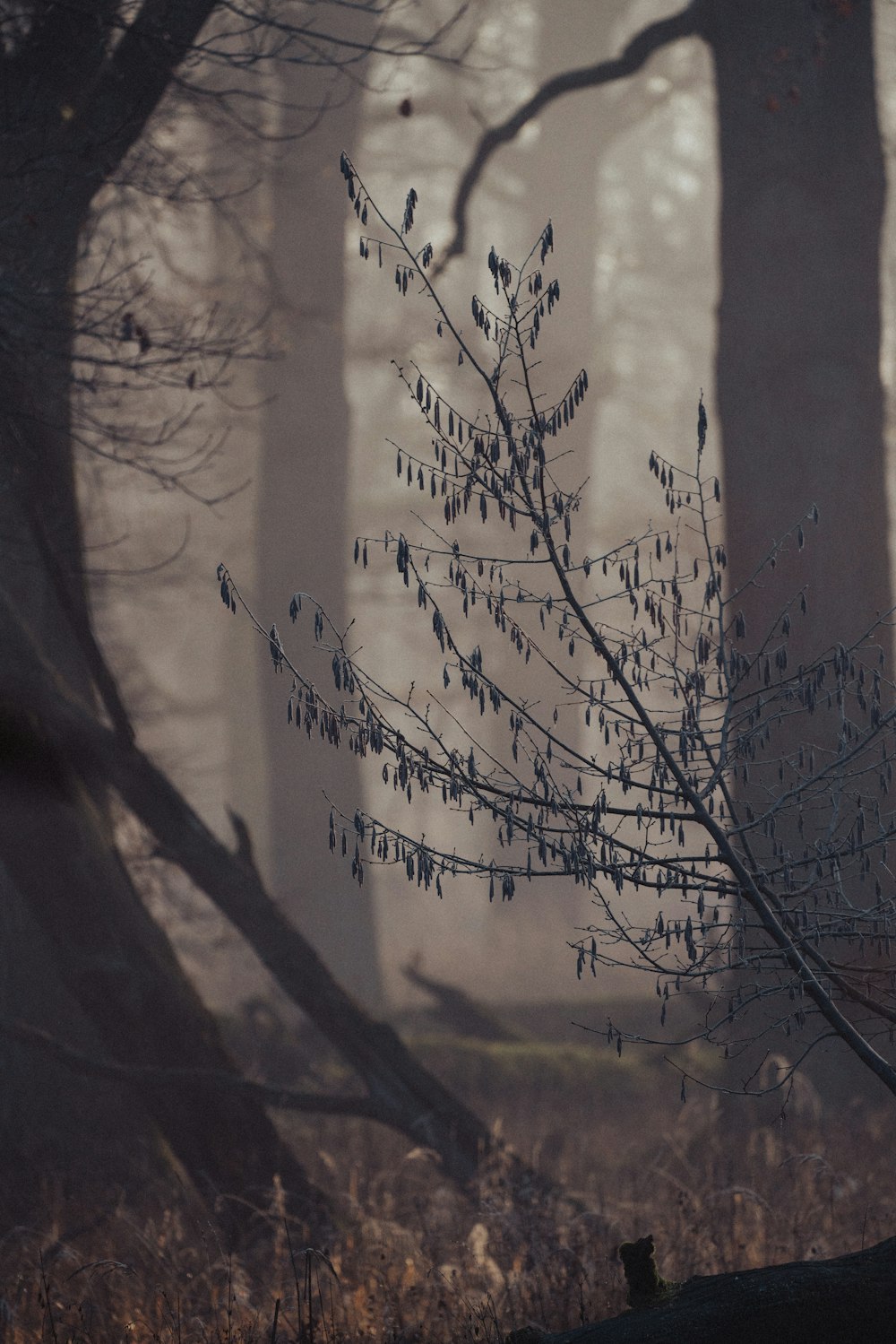 a foggy forest filled with lots of trees