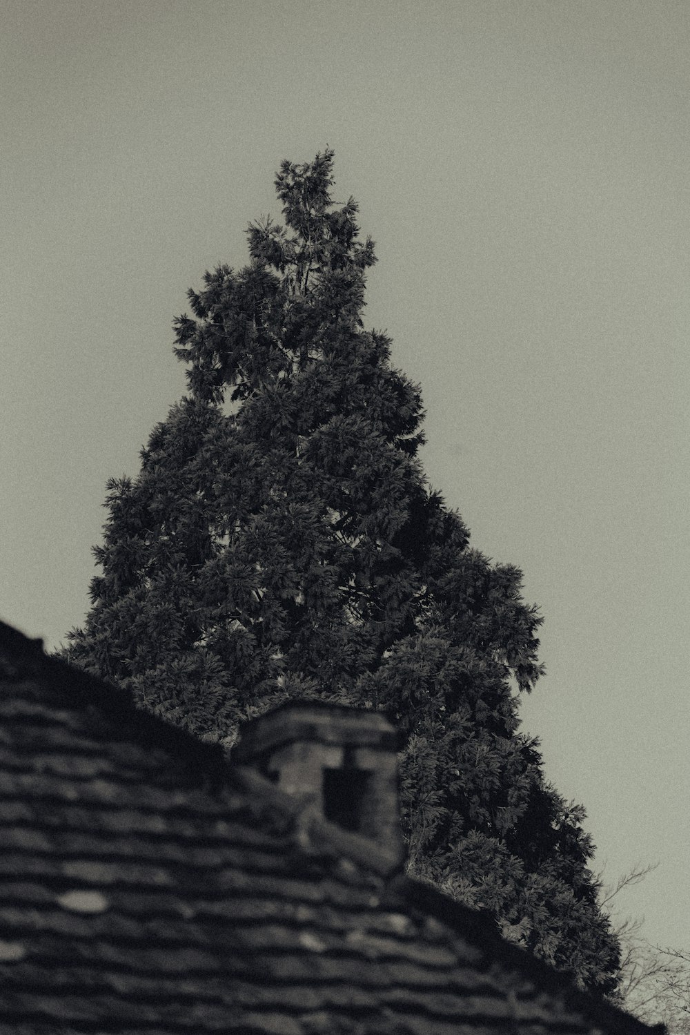 a black and white photo of a tree on a roof