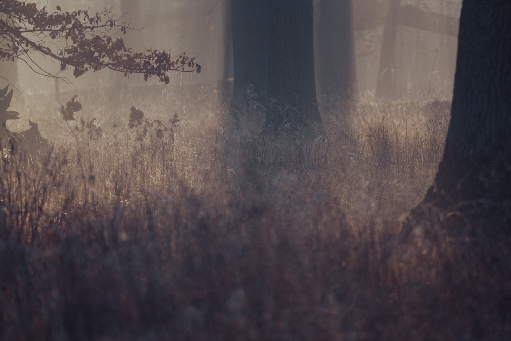 a forest filled with lots of trees and tall grass