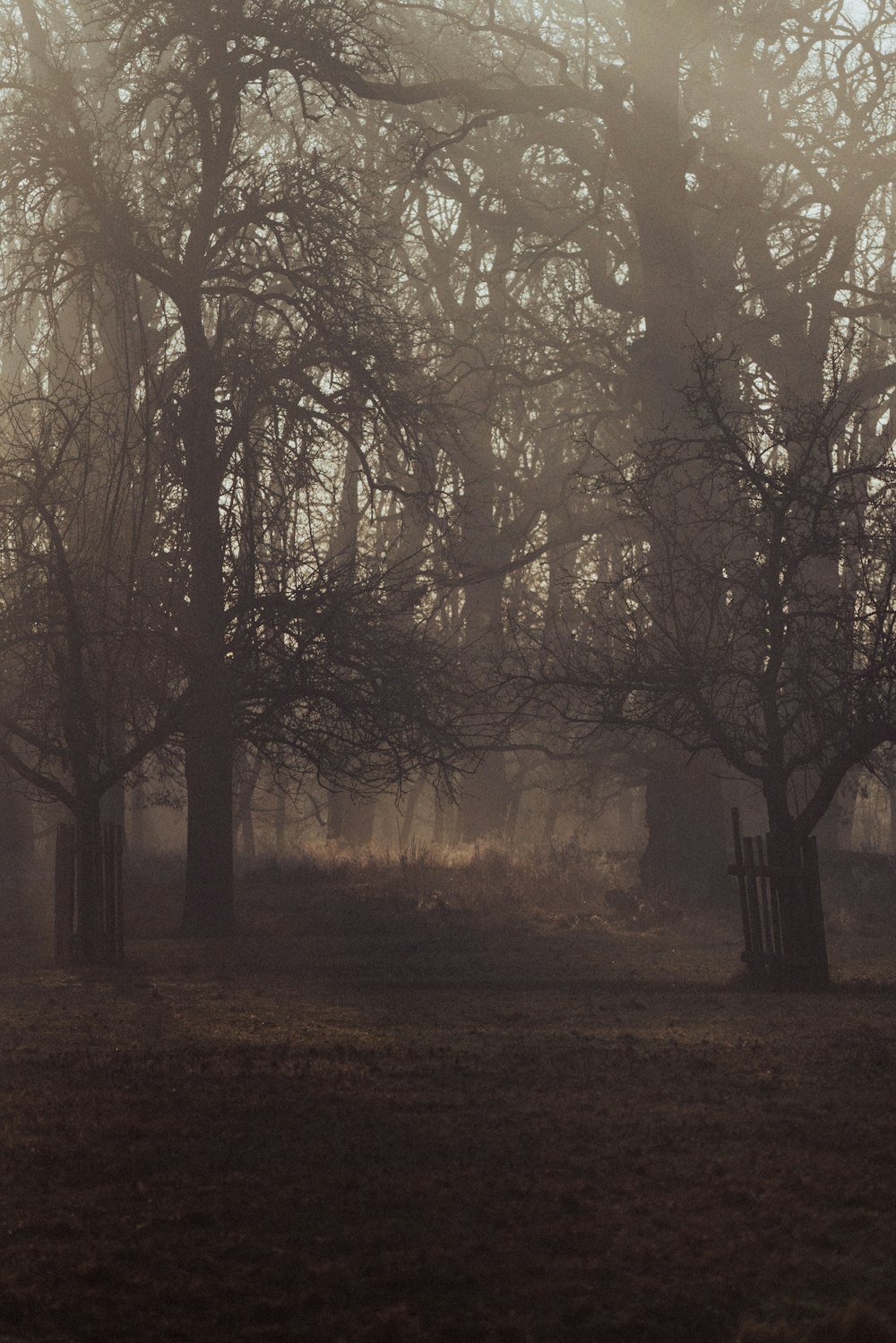 a foggy field with trees and a gate