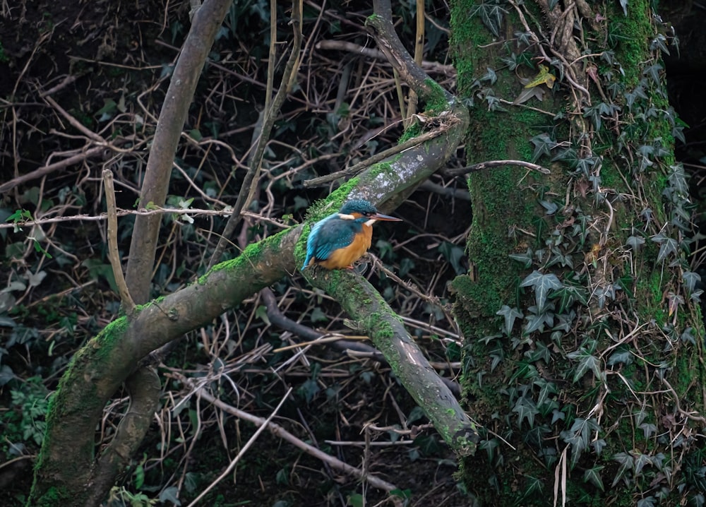 a colorful bird perched on a tree branch