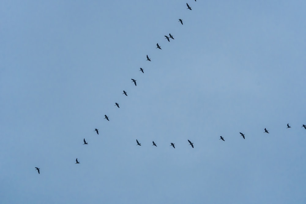 a flock of birds flying through a blue sky