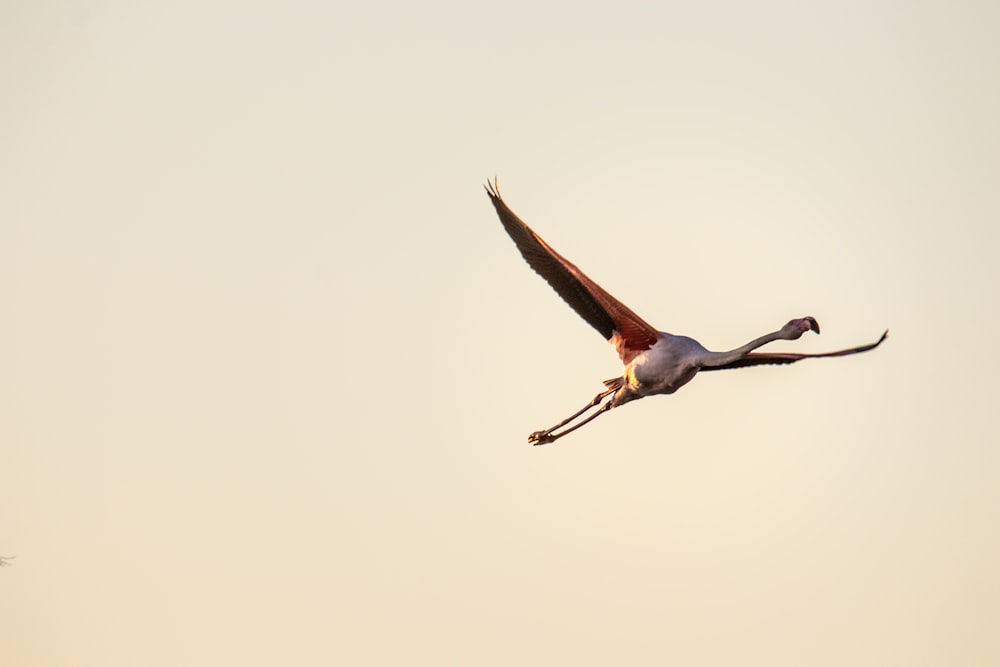 a large bird flying through the air with a sky background