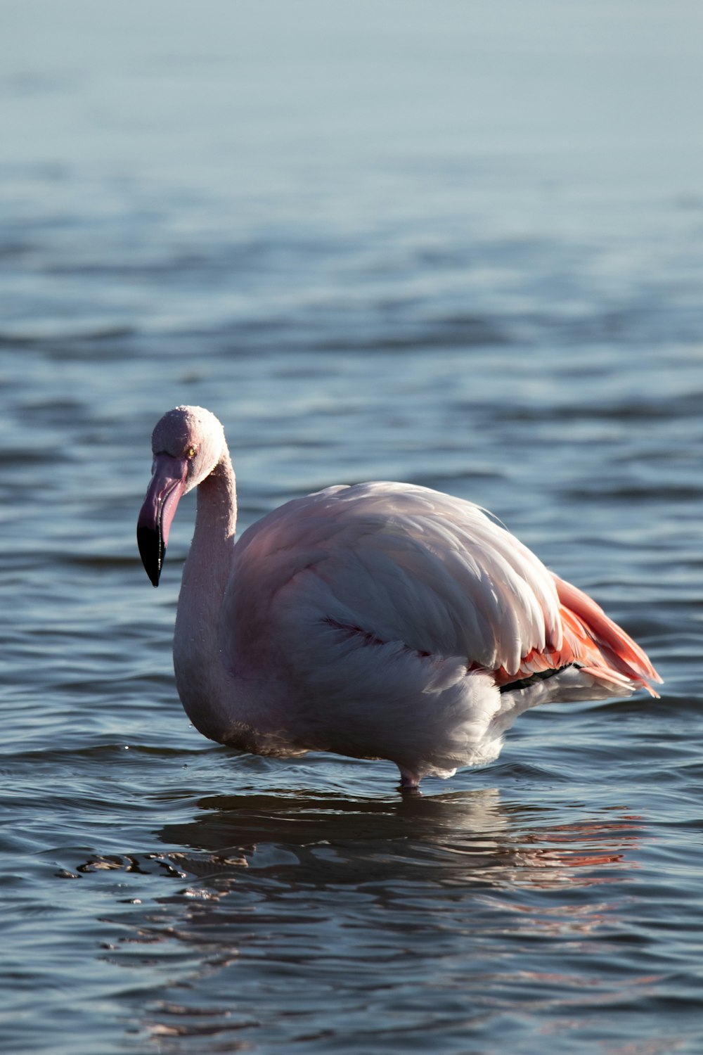 a large white bird floating on top of a body of water