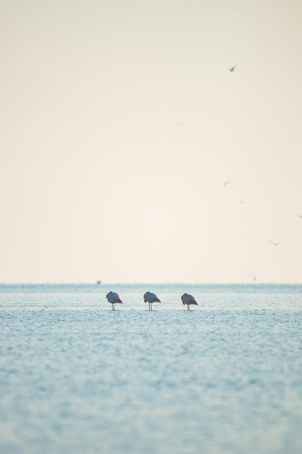 a couple of birds standing on top of a large body of water
